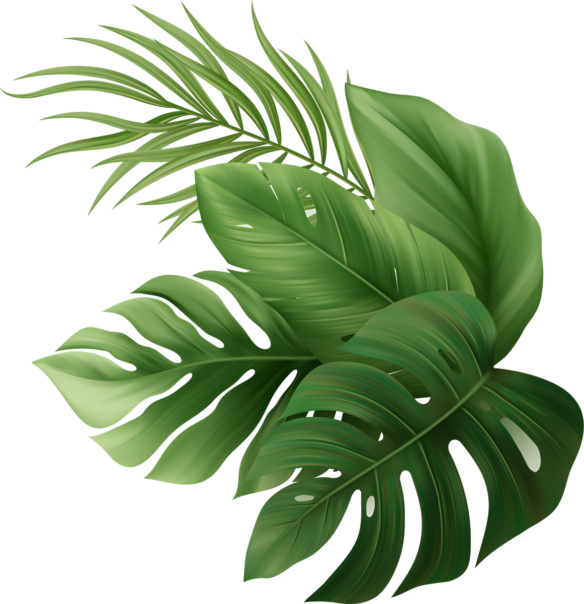 Palm Leaves